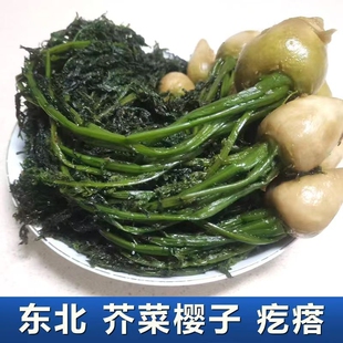东北芥菜樱子咸菜特产0防腐剂老味道农家新鲜传统腌制疙瘩炖豆腐