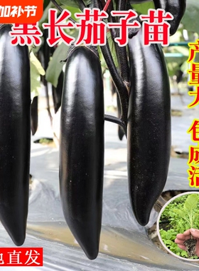 长茄子种籽种子苗圆黑紫色长茄带土嫁接茄苗四季秧苗蔬菜孑秧大全