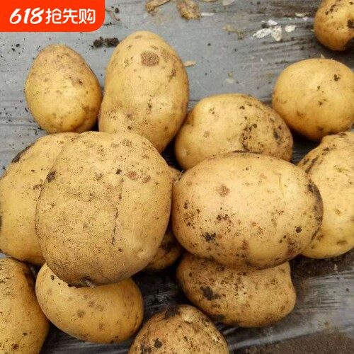 黄心土豆新鲜新土豆黄皮洋芋