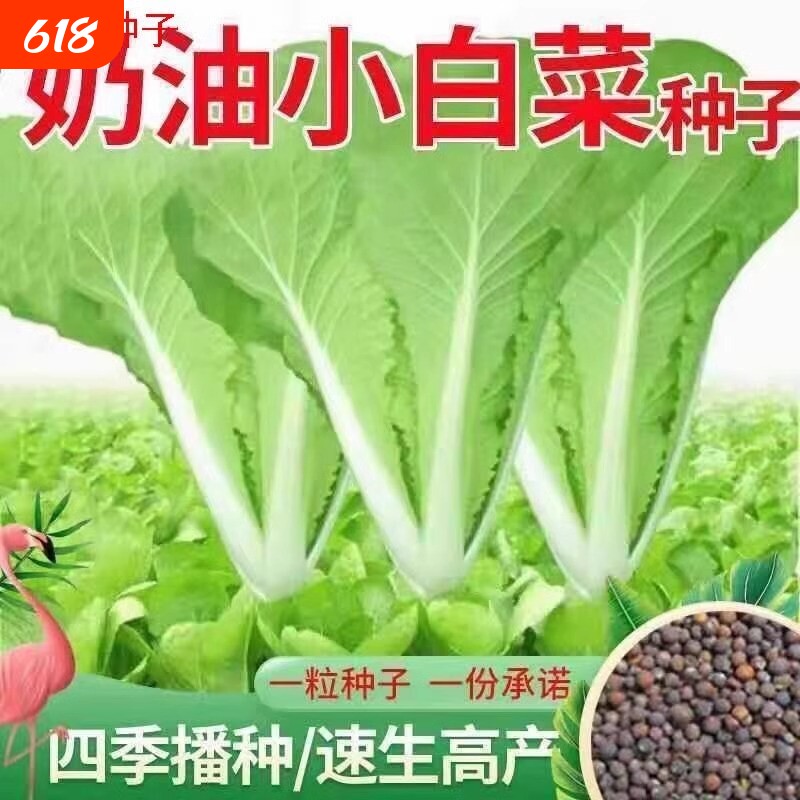 奶油小白菜种籽速生快菜四季播早熟春夏秋冬快菜种子阳台盆栽