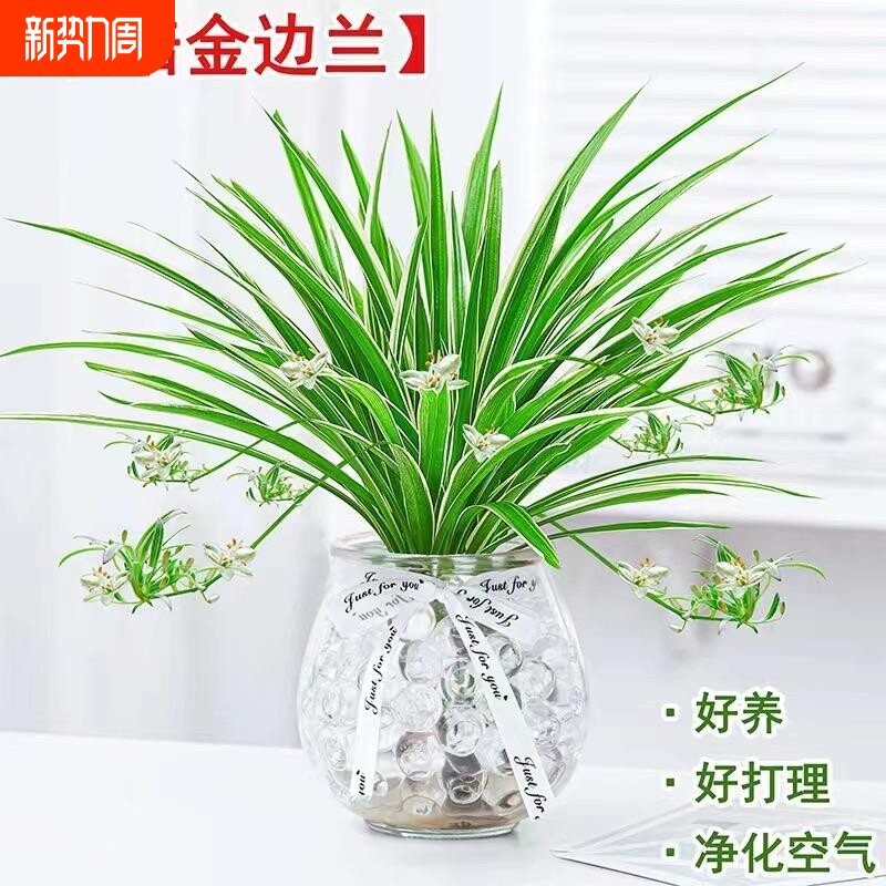 水培植物金边吊兰盆栽室内绿植花卉好养植物客厅桌面净化空气花草