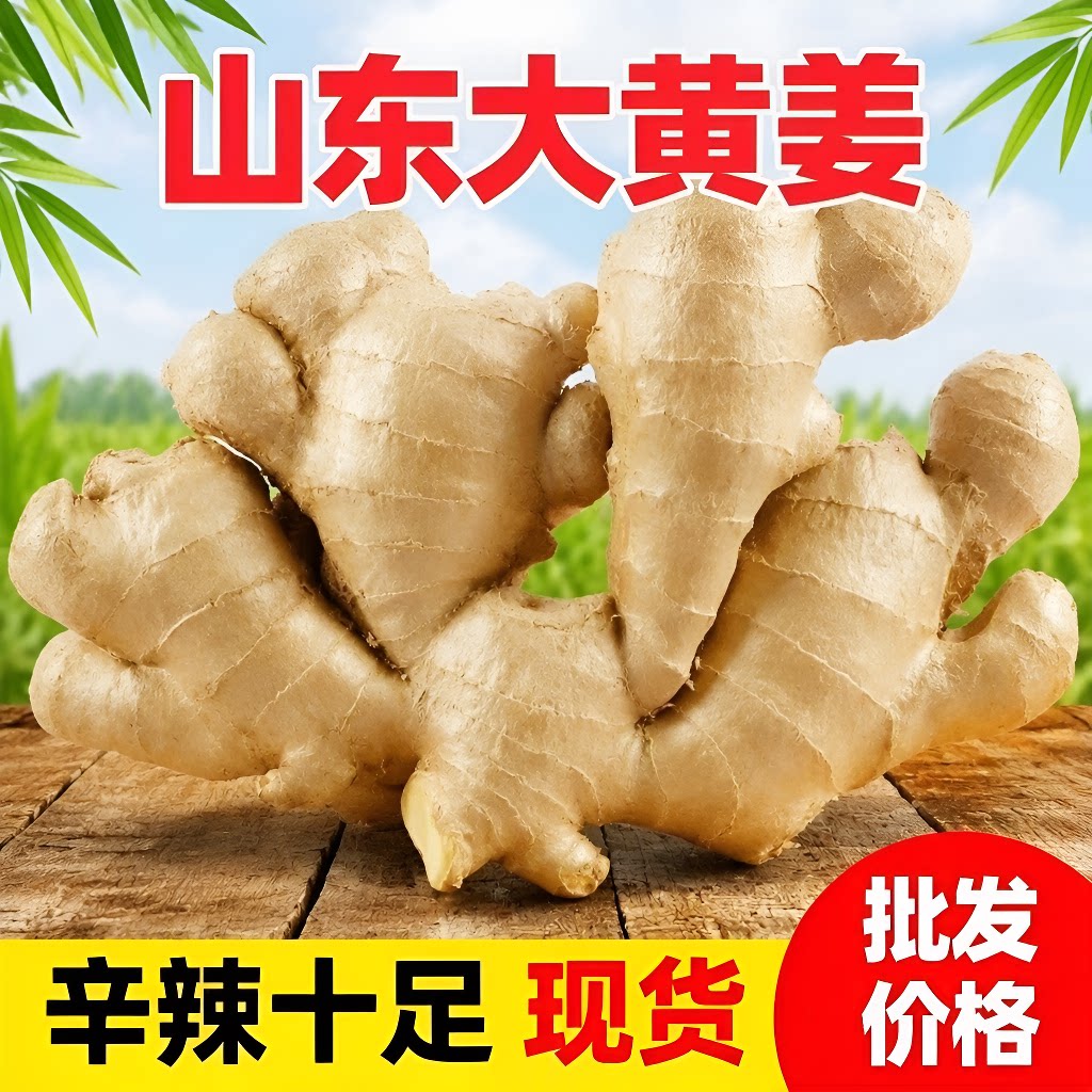 山东特产大黄姜新鲜水洗无土辛辣味浓的生姜大块姜月子姜