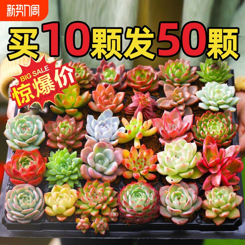 多肉植物室内小盆栽玉树高端多肉大颗株好养花卉绿植阳台品种带盆