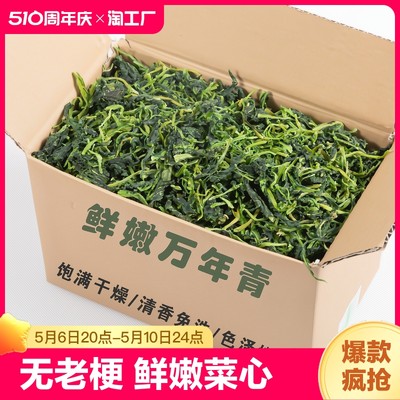 万年青菜干脱水蔬菜包嫩菜心