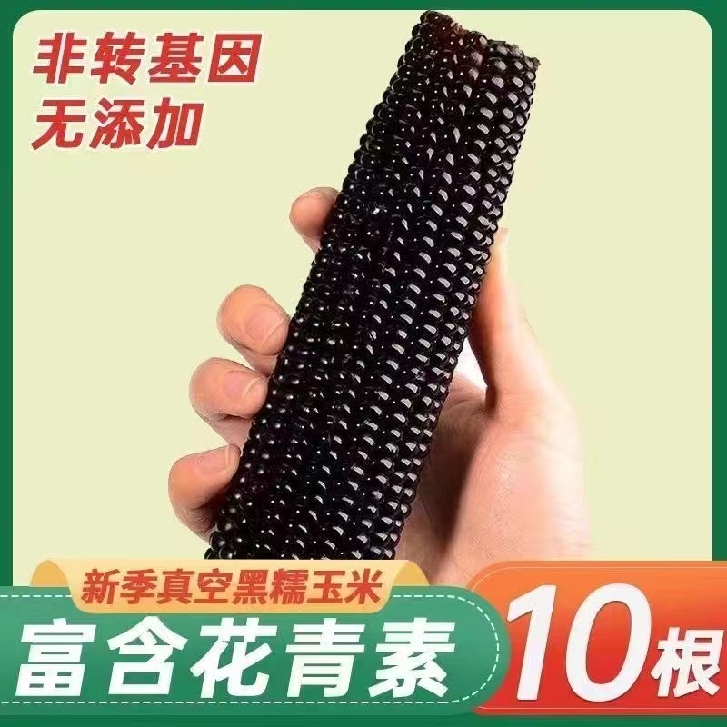 河南特产黑糯玉米10根微甜粘糯非转基因无添加剂早餐必备厂家直销