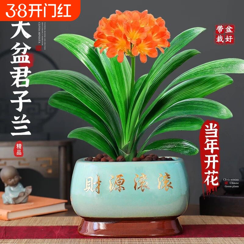 四季君子兰盆栽带花苞客厅绿植国宝级精品名贵兰花卉植物室内多肉