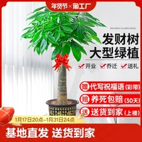 发财树盆栽室内好养大型招财树绿植物客厅办公室开业花卉盆景甲醛