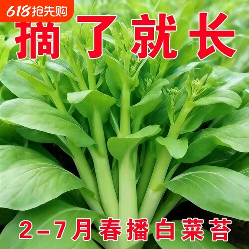 四季白菜苔种子优质菜心白菜苔苗农家新鲜蔬菜种子四季播种菜园种