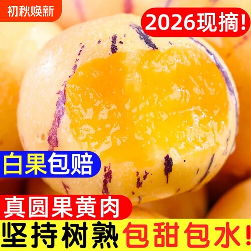 正宗石林人参果圆果树上熟大黄果