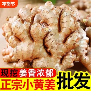 现挖新鲜云南小黄姜应季蔬菜姜老姜生姜批发月子姜农家老黄姜