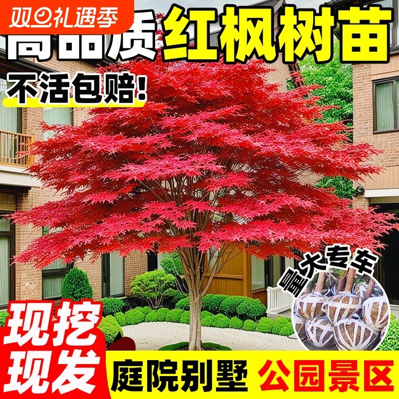 红枫树苗四季日本红舞姬风景大树造型枫叶树庭院室外盆栽绿化植物