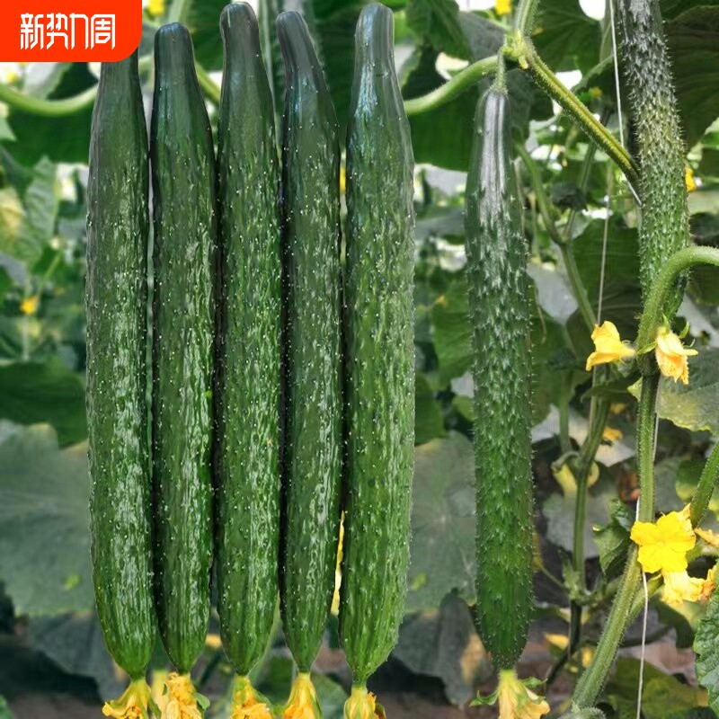 水果黄瓜种子老品种蔬菜好清高产秋季种业阳台四号种植播种奶油