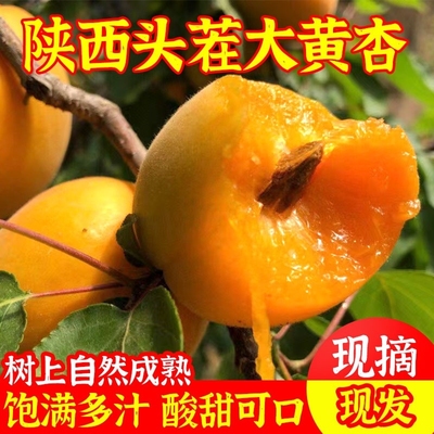 陕西大黄杏子酸甜杏子新鲜水果5斤当季大青杏子金太阳杏整箱包邮