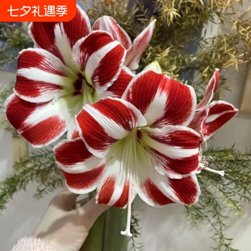 正品特大朱顶红四季开花自然开花客厅装饰品重瓣双龙黛丝花孔雀