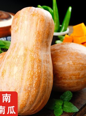 云南新鲜老品种南瓜高原蜜本南瓜