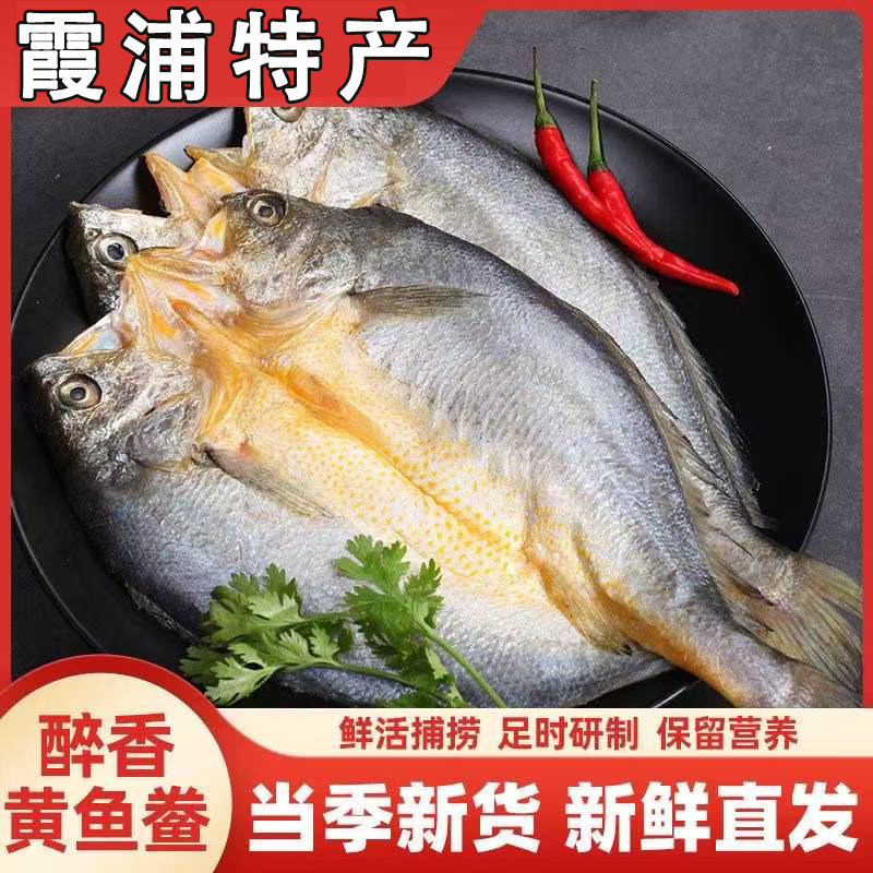免杀免洗宁德霞浦大黄鱼新鲜黄鱼黄鱼鲞鲜黄瓜鱼黄花鱼黄鱼干三去