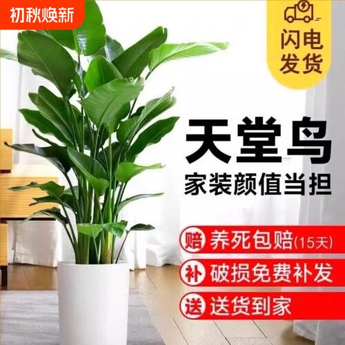 天堂鸟盆栽室内大型客厅绿植大叶花卉办公室吸甲醛好养植物鹤望兰