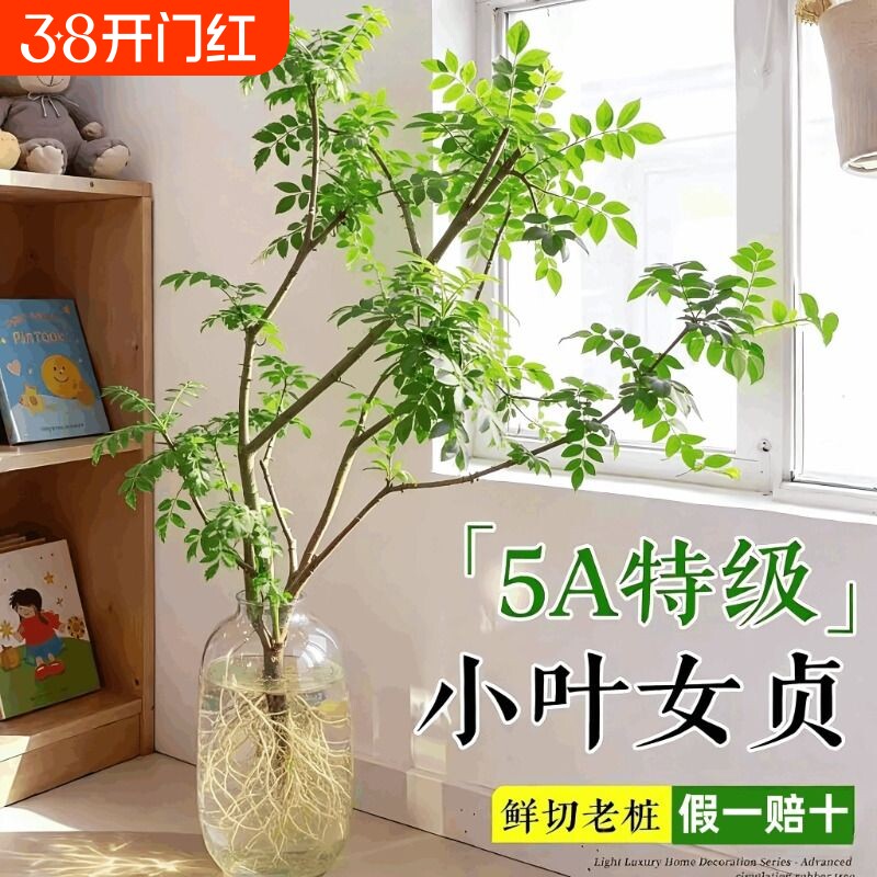 小叶女贞水培老桩造型树毛叶丁香室内花卉绿植物四季常青鲜切枝条