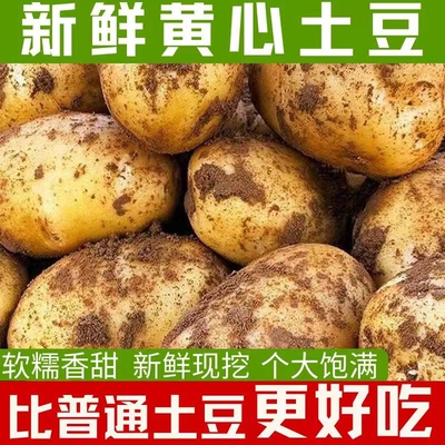 9超划算大土豆马铃薯大洋芋新鲜蔬菜黄皮黄心1/3/5斤产地直发