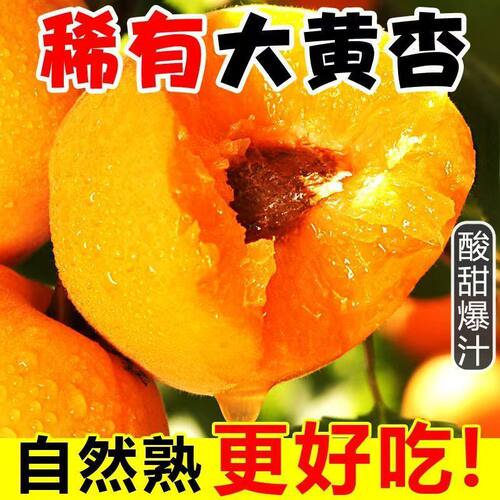 头茬大黄杏新鲜应季水果大黄杏子
