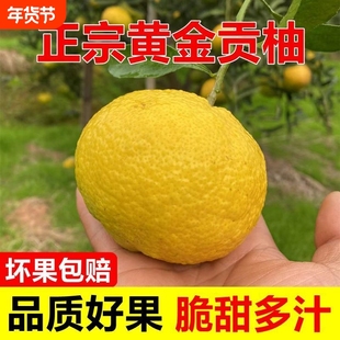 正宗湖南洪江黄金贡柚春香桔柚甜柚子当季新鲜纯甜水果9斤葡萄