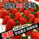 丹东草莓新鲜水果99草莓红颜奶油九九甜牛奶草莓礼盒正宗大果空运