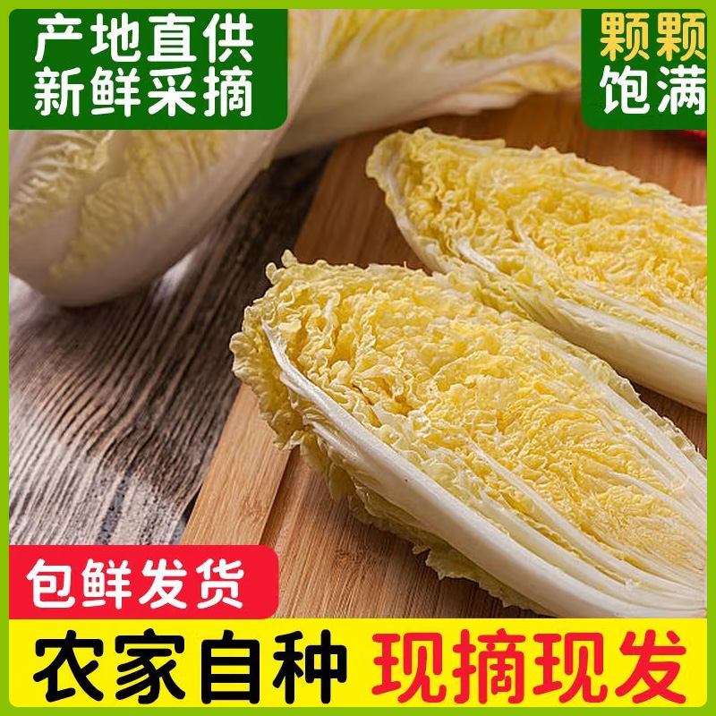 新鲜产地直发包邮娃娃菜
