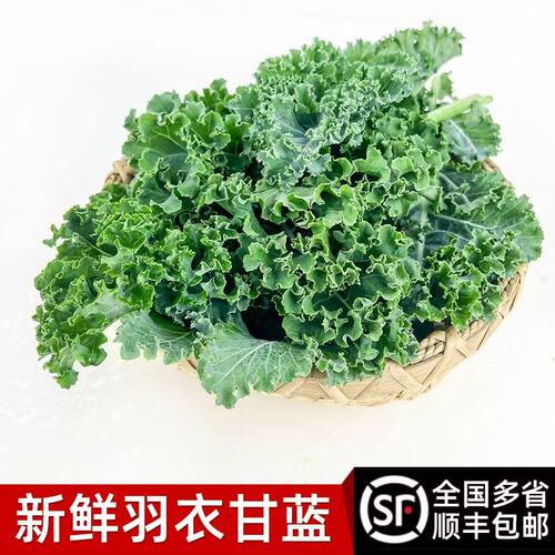顺丰包邮山东新鲜羽衣甘蓝沙拉蔬菜低脂健身轻食食用榨汁1斤