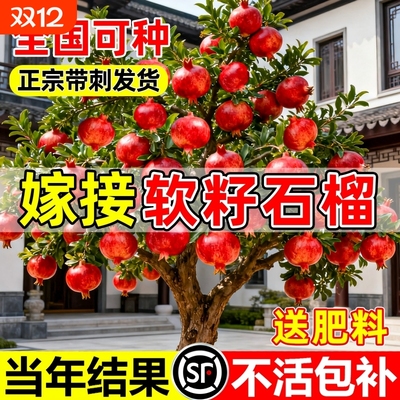 石榴树树苗突尼斯软籽无籽