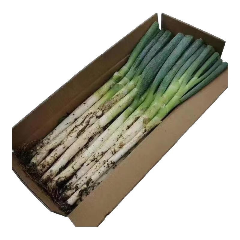 现挖现发新鲜铁杆大葱正宗河北大葱脆嫩农家种植蔬菜带皮易储存