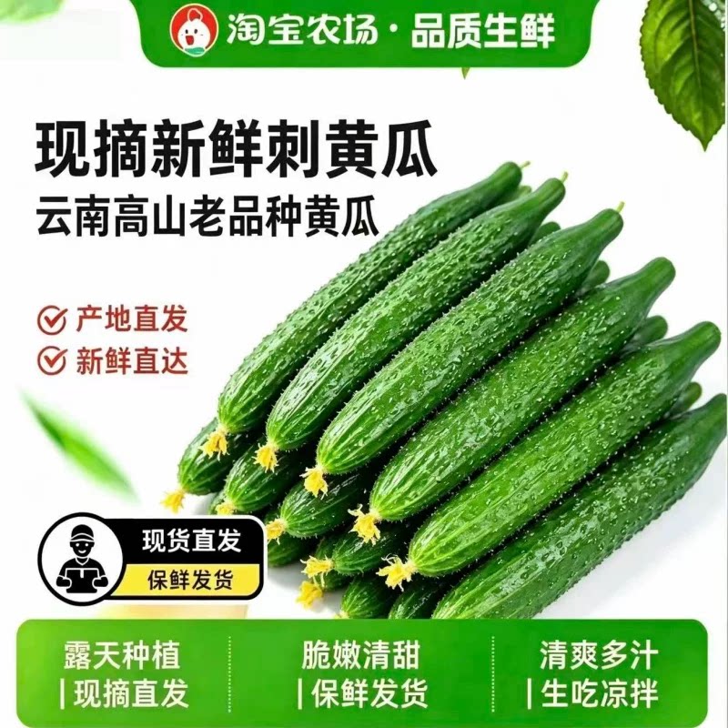 云南新鲜脆黄瓜现摘生吃带刺黄瓜农家种植当季新鲜优质蔬菜