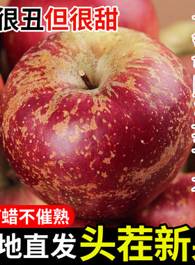 【大凉山丑苹果】盐源丑苹果