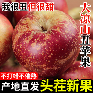 【大凉山丑苹果】盐源红富士高原脆甜糖心丑苹果原生态现摘鲜水果