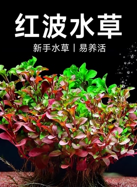 鱼缸造景水草植物红波无底砂懒人阴性红色后景草沉底水质定植套餐