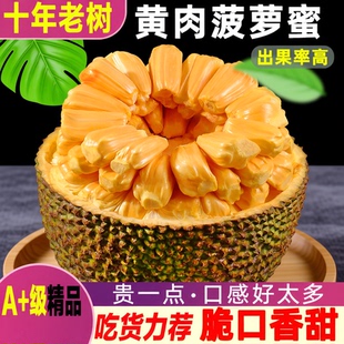 黄肉菠萝蜜三亚特产一整个海南新鲜水果波罗蜜整箱包邮热带大果