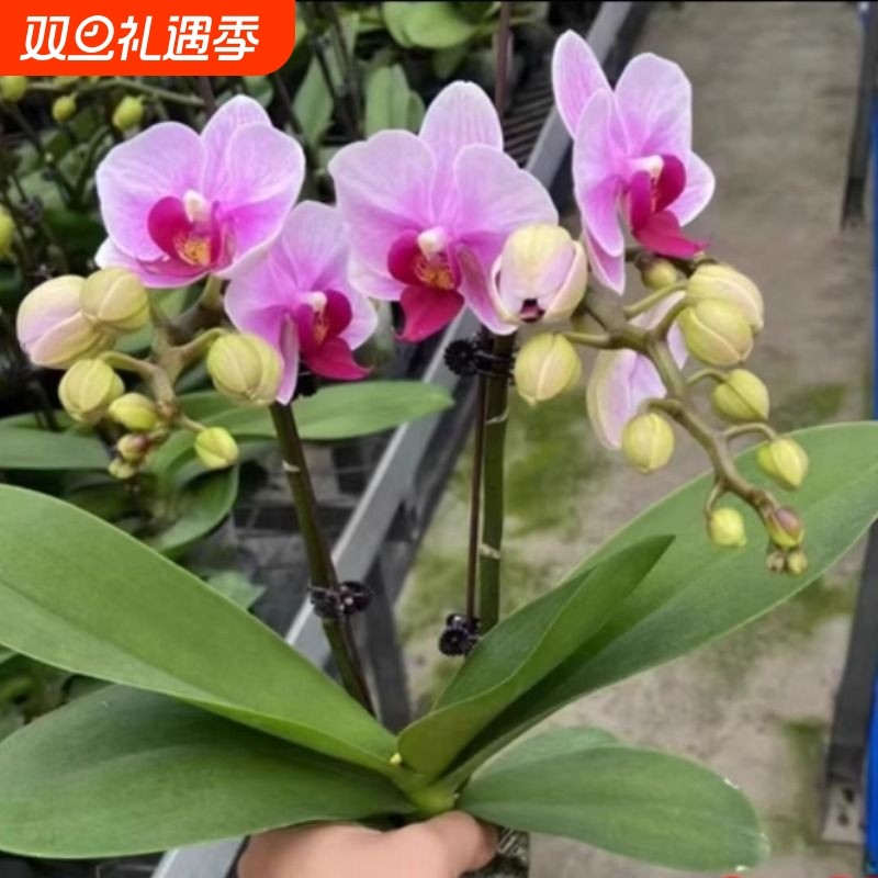 蝴蝶兰盆栽带花苞花剑常开花卉兰花苗室内桌面植物绿植客厅阳台