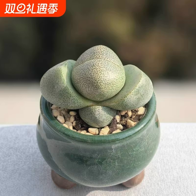 元宝绿帝玉生石花多肉植物盆栽新手好养番杏科肉肉办公室花卉绿植