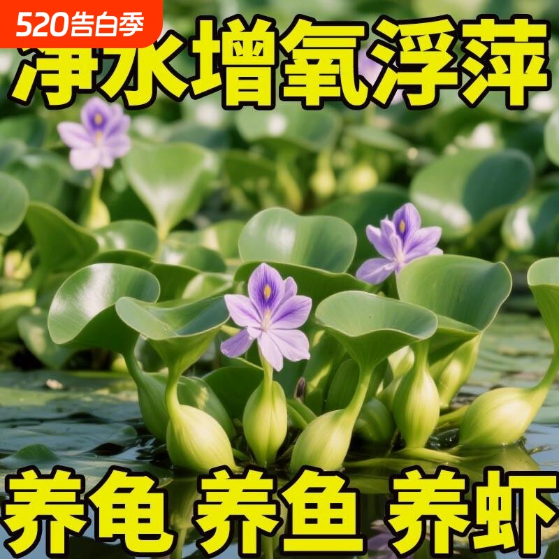 水葫芦水生植物水草水浮莲池塘鱼缸造景养殖共养净化水质增氧生长