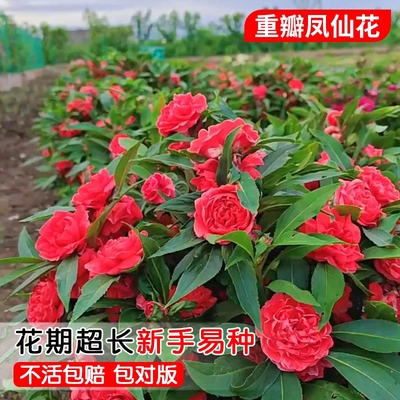 重瓣凤仙花种籽子春夏播种开花指甲花种子阳台盆栽庭院驱蚊花种子