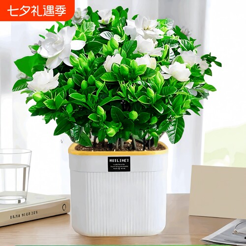 栀子花四季开花|回头客超1000人