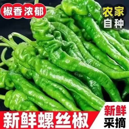 山东新鲜当季螺丝胶薄皮香辣