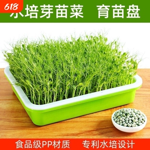 种植盆大蒜蒜苗种红葱头阳台种菜盘蒜黄水培神器食品级蔬菜芽苗