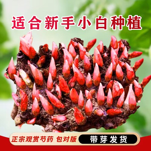 重瓣芍药花苗阳台|超4.5万次加购