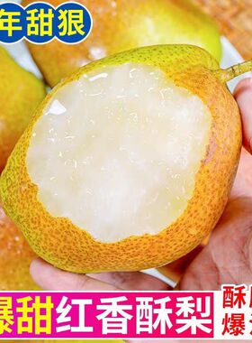 正宗山西红香酥梨头茬当季现摘香梨青梨子脆甜新鲜水果整箱包邮