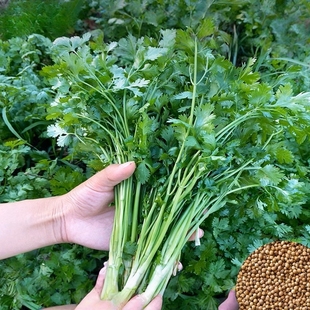 香菜种子速生耐寒耐热老品种小叶香菜种籽芫荽种孑四季种植蔬菜籽