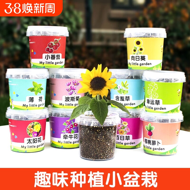 儿童种植小盆栽太阳花向日葵花种籽子幼儿园小学生植物生长观察盒