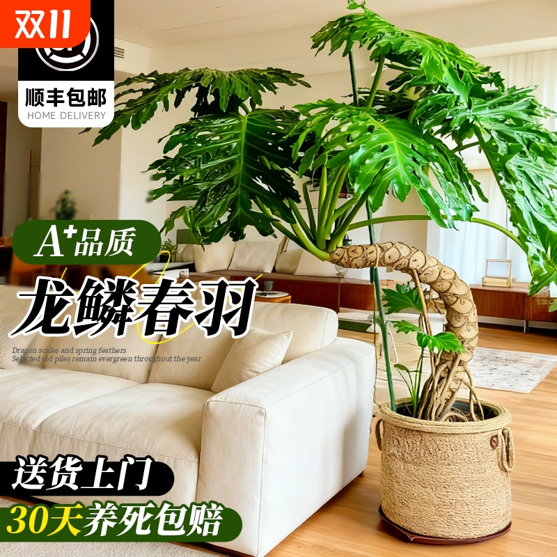 龙鳞春羽老桩室内大型盆栽