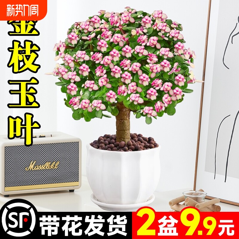 棒棒糖金枝玉叶盆栽老桩多肉水培室内花办公室绿植物好养净化空气