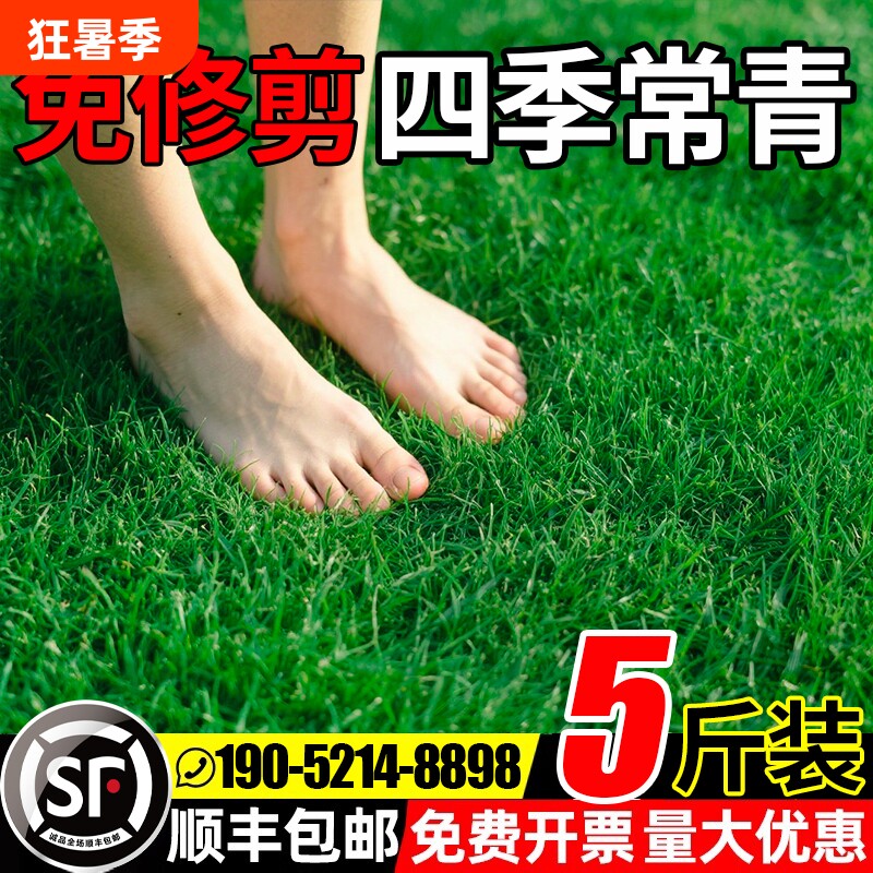 草坪草籽四季常青护坡固土狗牙根庭院草皮绿化黑麦草种子耐寒植物