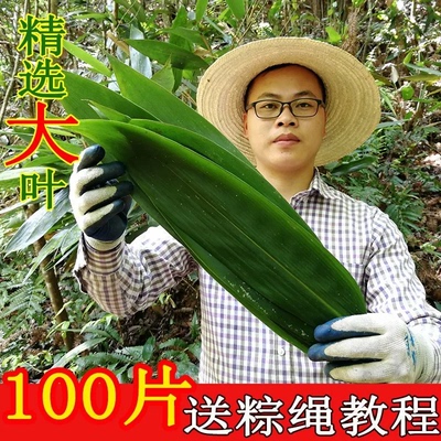 2026年新鲜粽叶包粽子专用粽叶特大号野生箬叶真空包装清香粽子叶